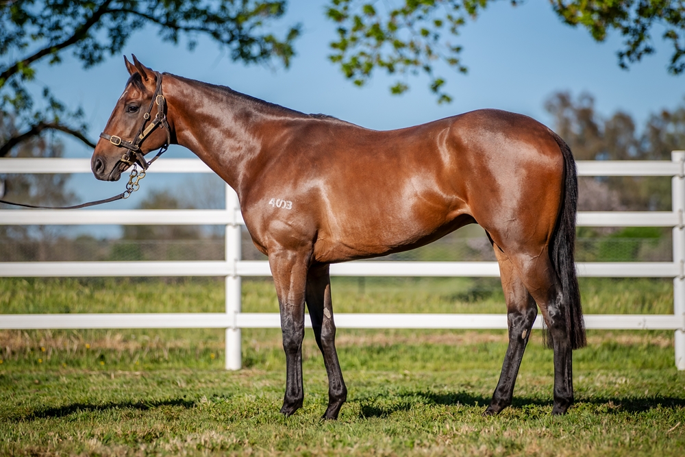 Street Boss (USA) / Go Straightandhard (AUS) 2023 Colt - Image 1