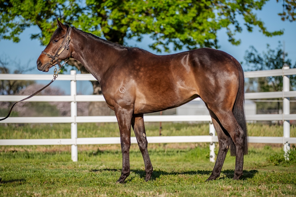 So You Think (NZ) / Molly's Fault (AUS) 2022 G - Image 1