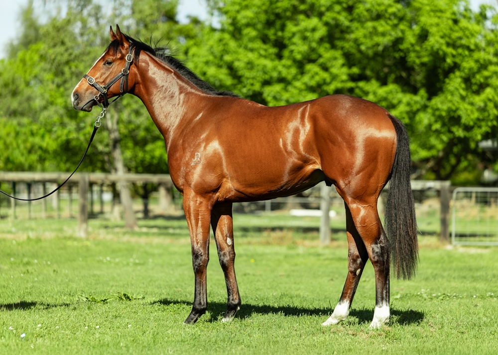 Ole Kirk (AUS) / Havin' Fun (AUS) 2023 Colt - Image 1