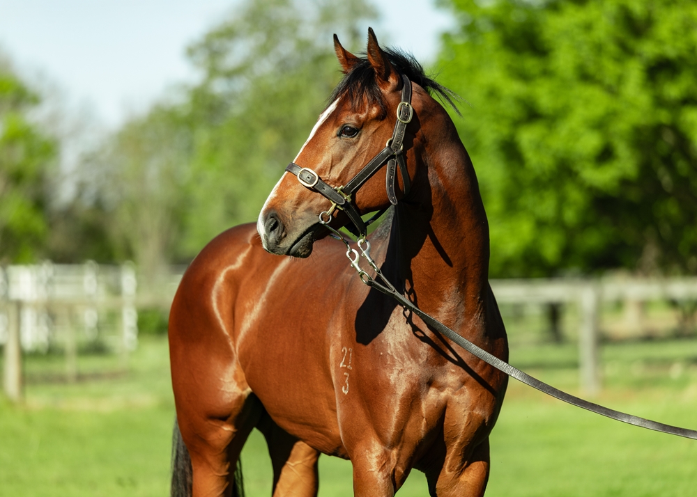 Ole Kirk (AUS) / Havin' Fun (AUS) 2023 Colt - Image 2