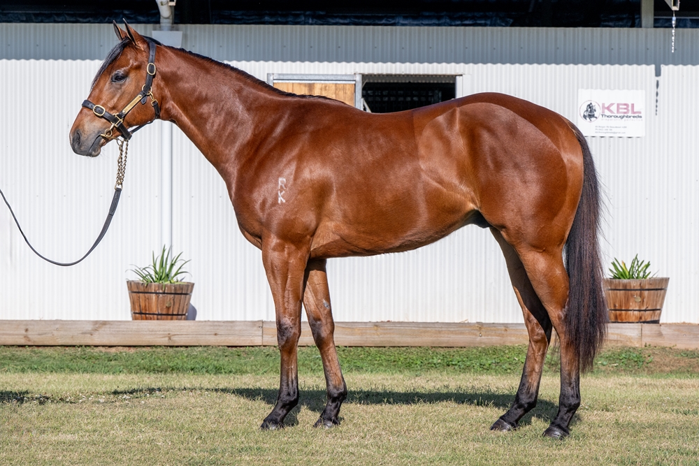 Star Witness (AUS) / Southerly Breeze (NZ) 2023 Colt - Image 1