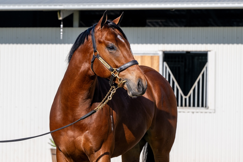 Star Witness (AUS) / Southerly Breeze (NZ) 2023 Colt - Image 2