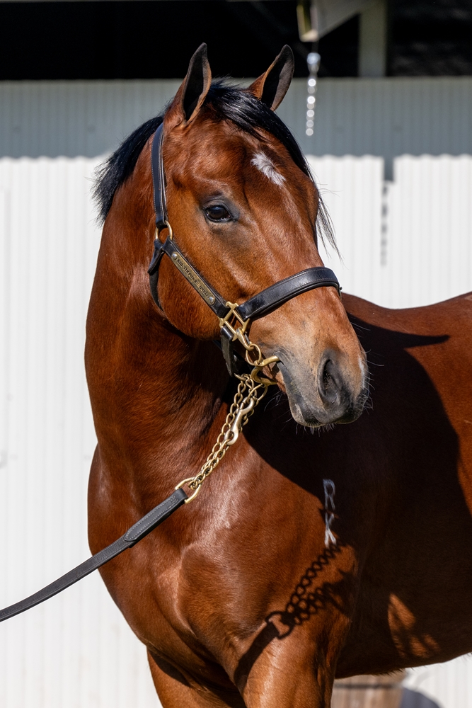 Star Witness (AUS) / Southerly Breeze (NZ) 2023 Colt - Image 3