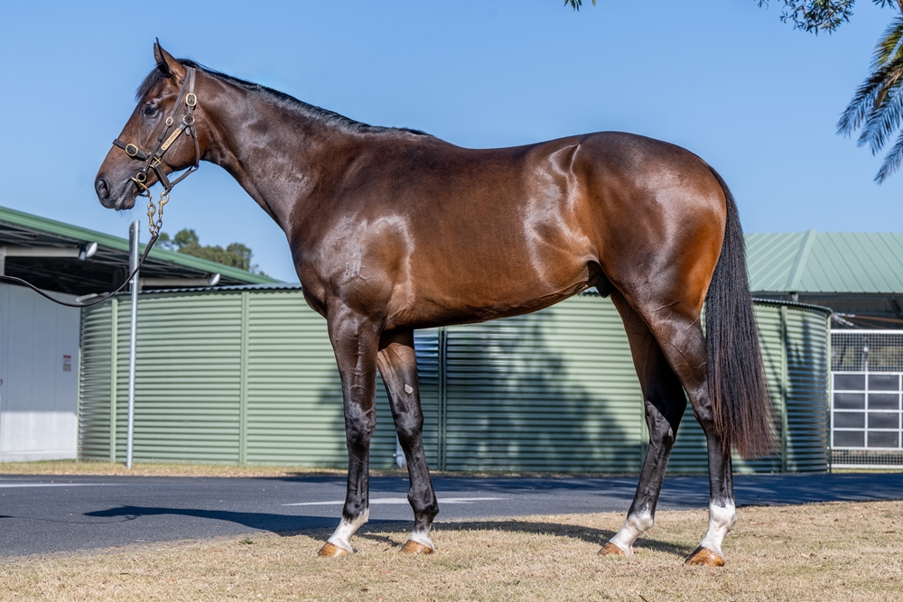 Wootton Bassett (GB) / Bit of Cheek (AUS) 2023 Colt - Image 1