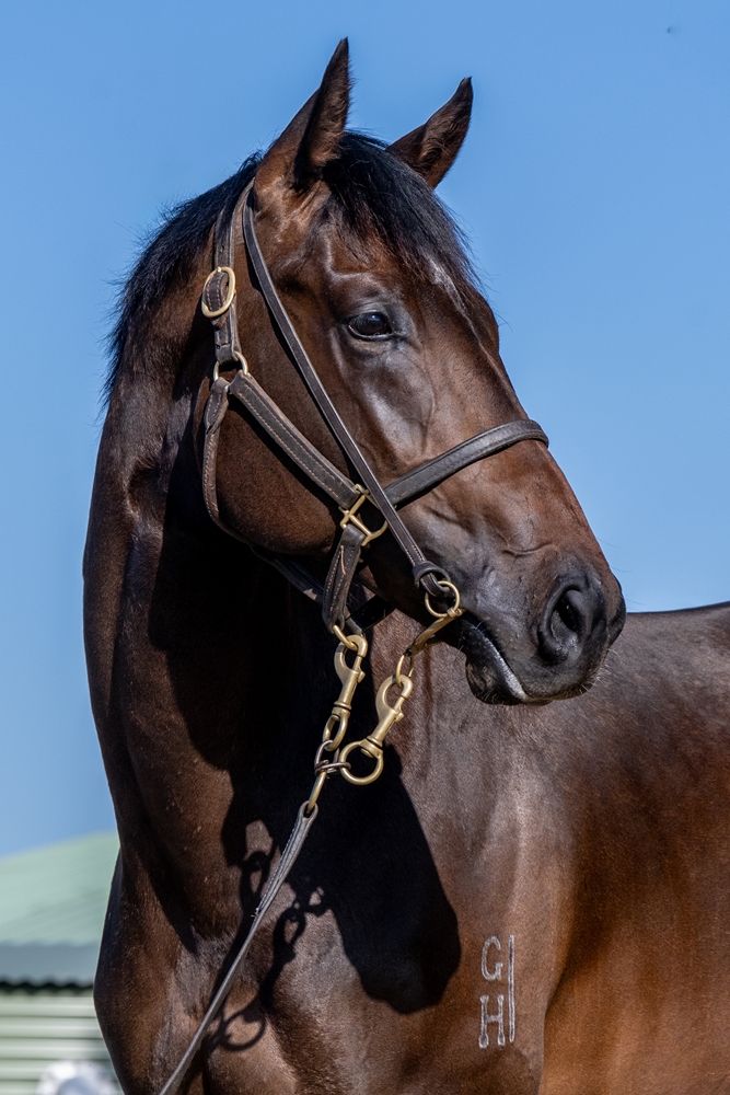 Wootton Bassett (GB) / Bit of Cheek (AUS) 2023 Colt - Image 2