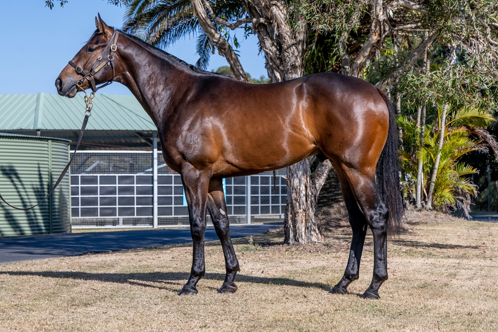Portland Sky (AUS) / Gossip Queen (AUS) 2023 Colt - Image 1