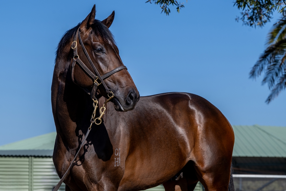 Wootton Bassett (GB) / Bit of Cheek (AUS) 2023 Colt - Image 3