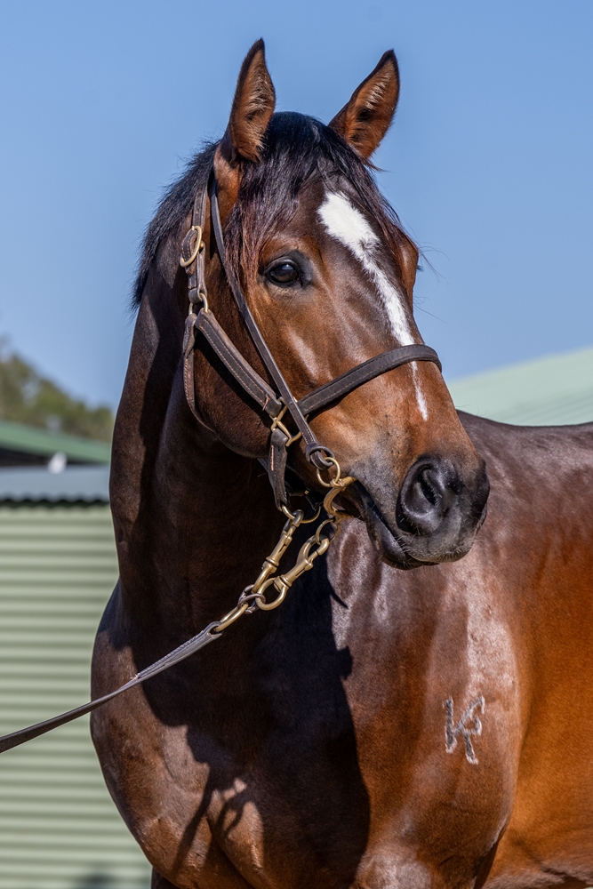 Portland Sky (AUS) / Gossip Queen (AUS) 2023 Colt - Image 2