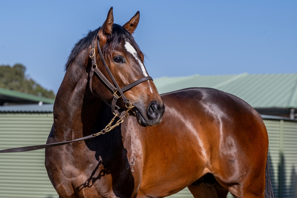 Portland Sky (AUS) / Gossip Queen (AUS) 2023 Colt - Image 3