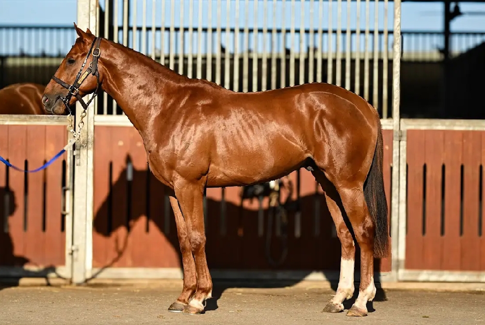 Capitalist (AUS) / My Brilliant Choix (AUS) 2023 Colt - Image 1