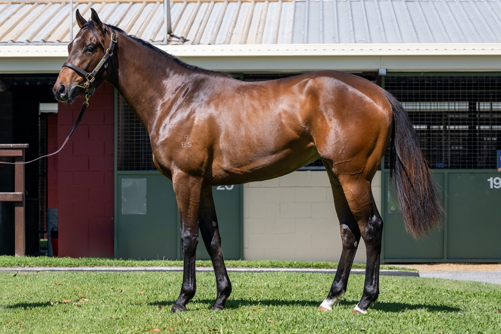 Blue Point (IRE) / Uranie (AUS) 2023 Colt - Image 1