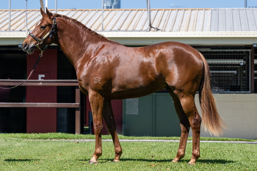 Anders (AUS) / American Joy (AUS) 2023 Colt - Image 1