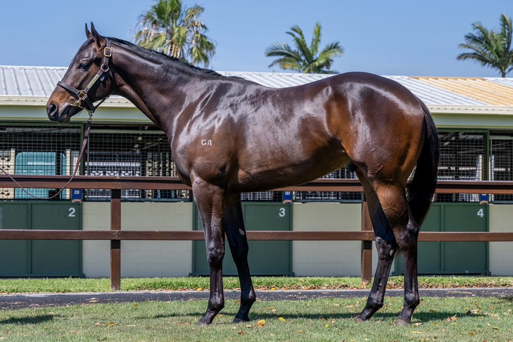 Hanseatic (AUS) / Everybody Dance (AUS) 2023 Colt - Image 1