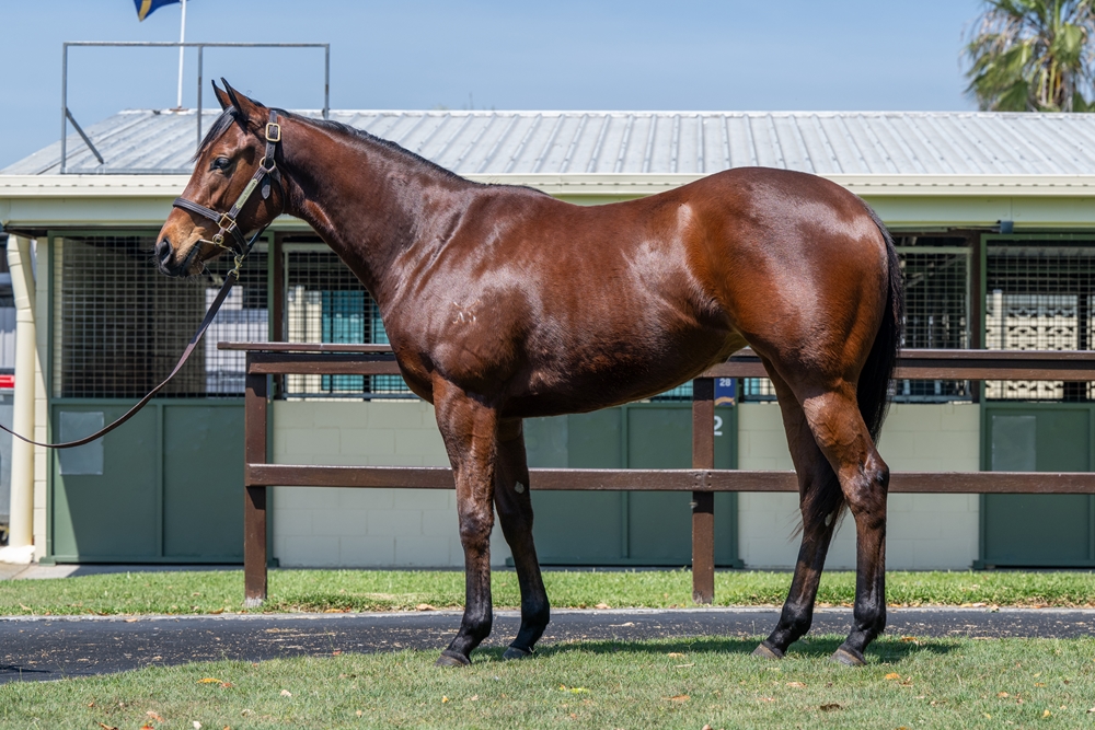 Harry Angel (IRE) / I Told Georgie (AUS) 2023 Filly - Image 1