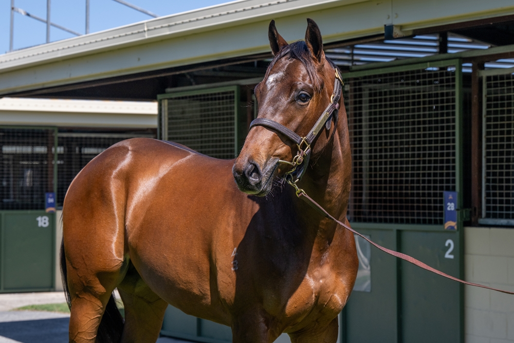 Blue Point (IRE) / Uranie (AUS) 2023 Colt - Image 2