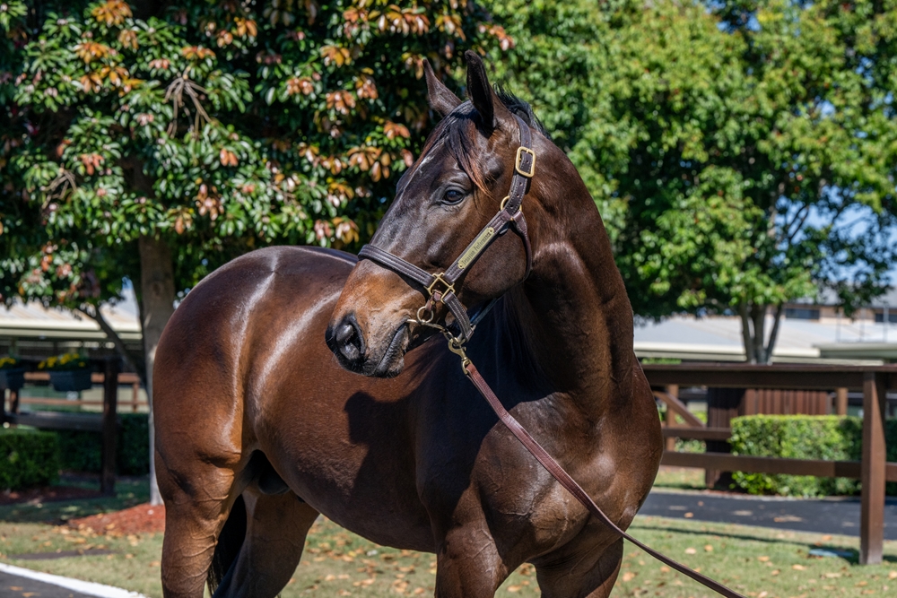 Tiger of Malay (AUS) / Rose of Hallowell (AUS) 2023 Colt - Image 2