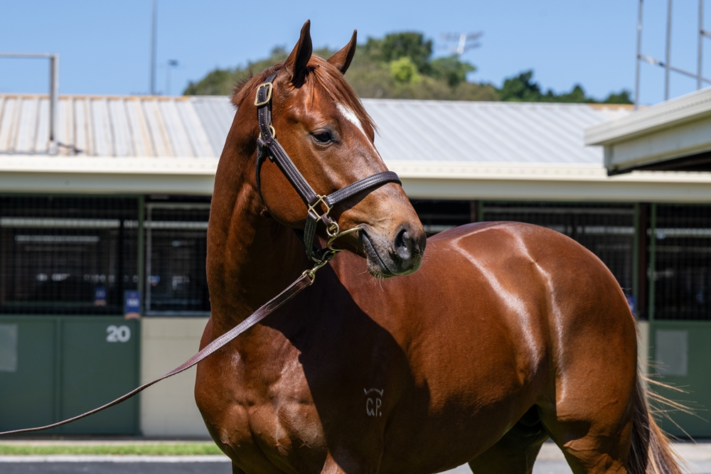 Anders (AUS) / American Joy (AUS) 2023 Colt - Image 2