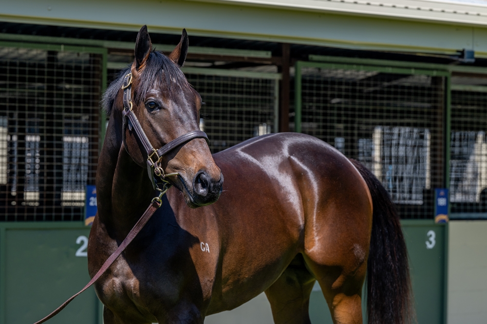 Hanseatic (AUS) / Everybody Dance (AUS) 2023 Colt - Image 2