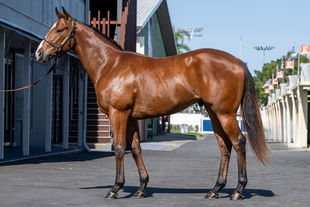 Wild Ruler (AUS) / Jasmine Wind (AUS) 2023 Colt - Image 1