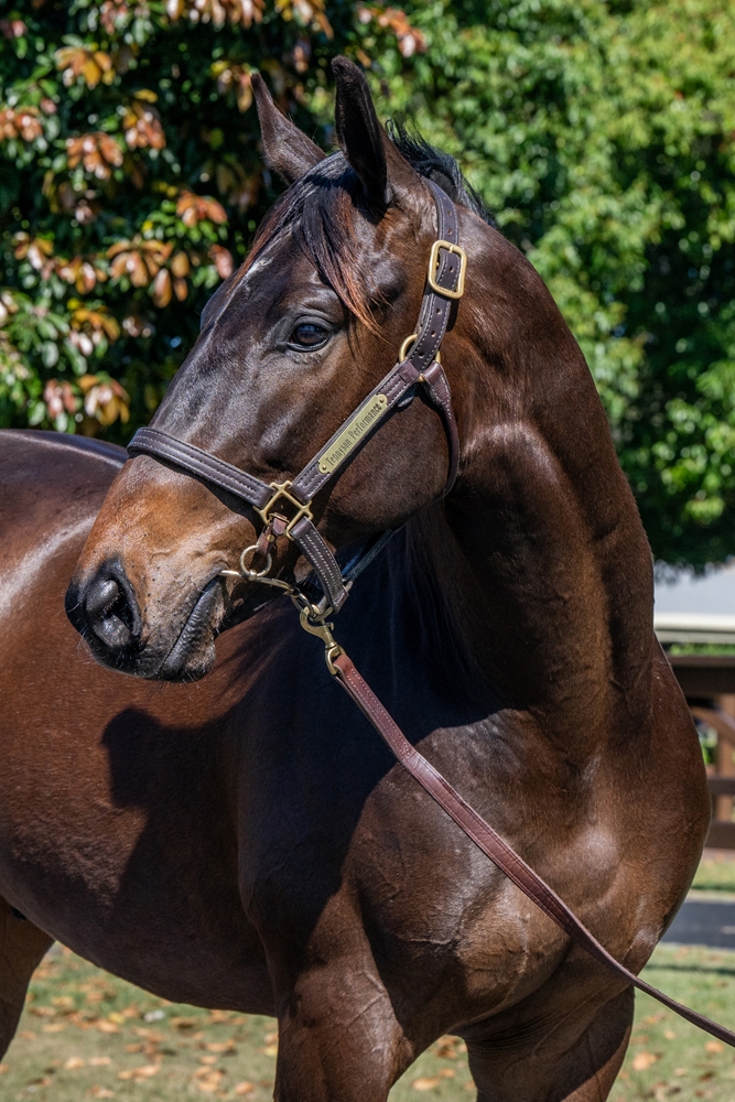 Tiger of Malay (AUS) / Rose of Hallowell (AUS) 2023 Colt - Image 3
