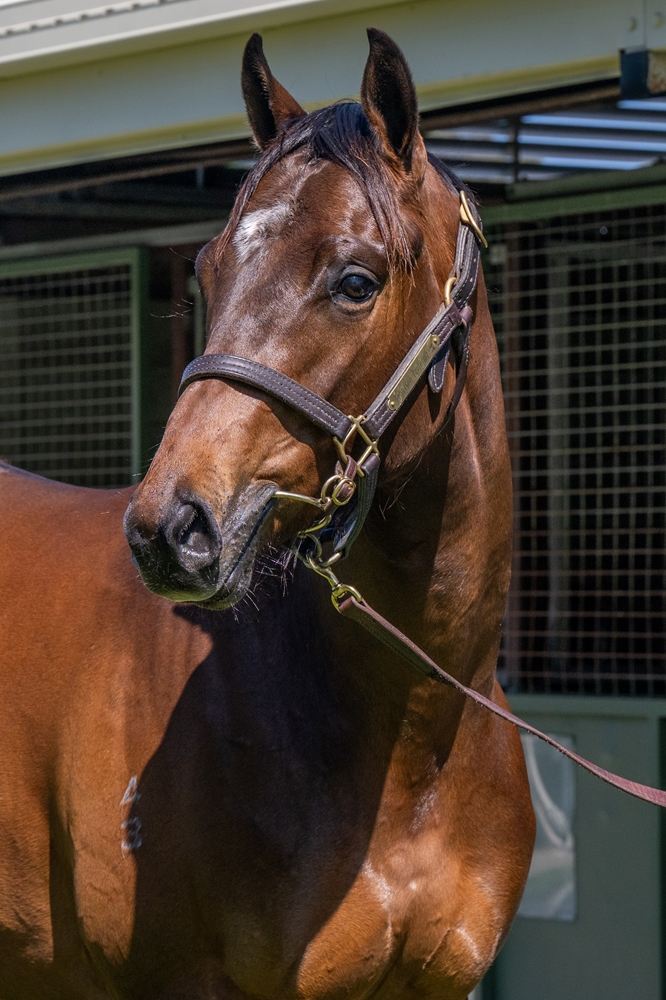 Blue Point (IRE) / Uranie (AUS) 2023 Colt - Image 3