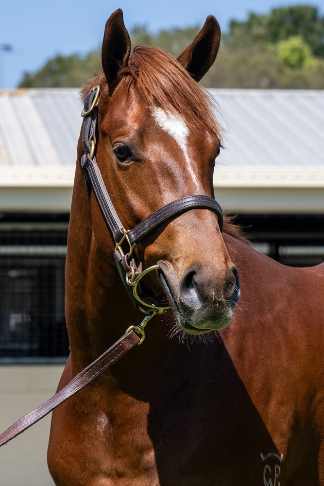 Anders (AUS) / American Joy (AUS) 2023 Colt - Image 3