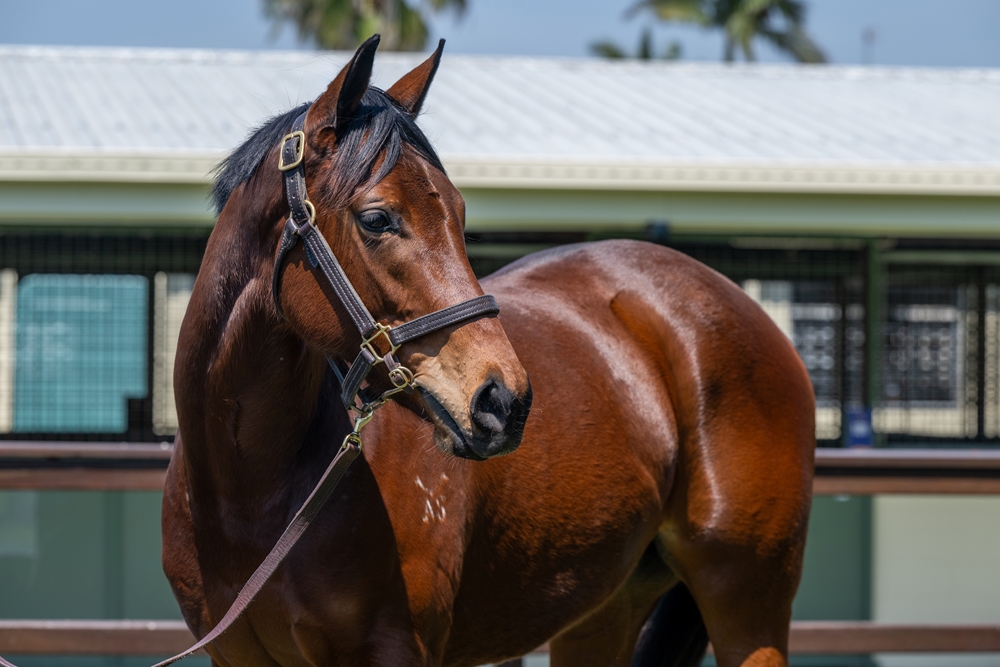 Harry Angel (IRE) / I Told Georgie (AUS) 2023 Filly - Image 2