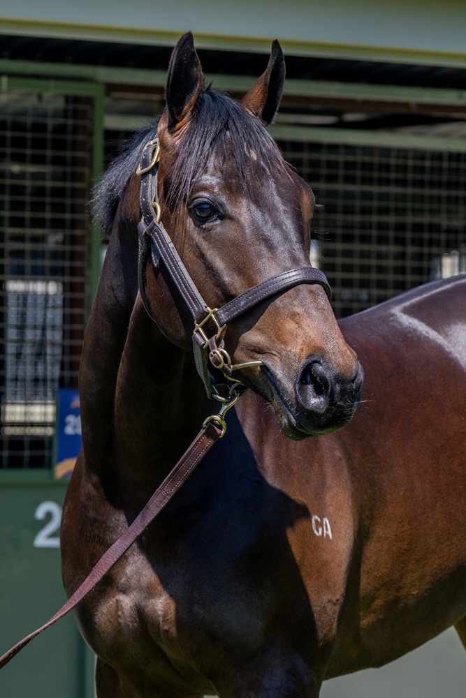 Hanseatic (AUS) / Everybody Dance (AUS) 2023 Colt - Image 3