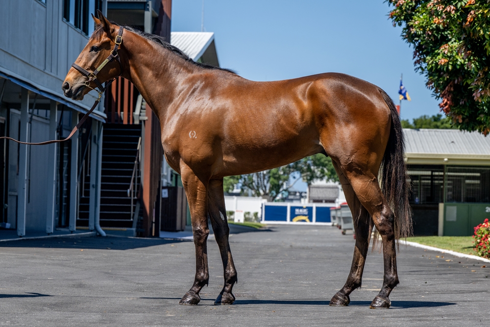 Sensei (AUS) / Mary's Grace (AUS) 2022 G - Image 1