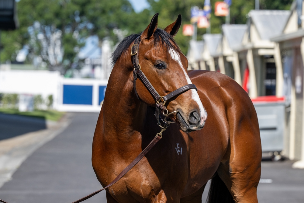 Wild Ruler (AUS) / Jasmine Wind (AUS) 2023 Colt - Image 2