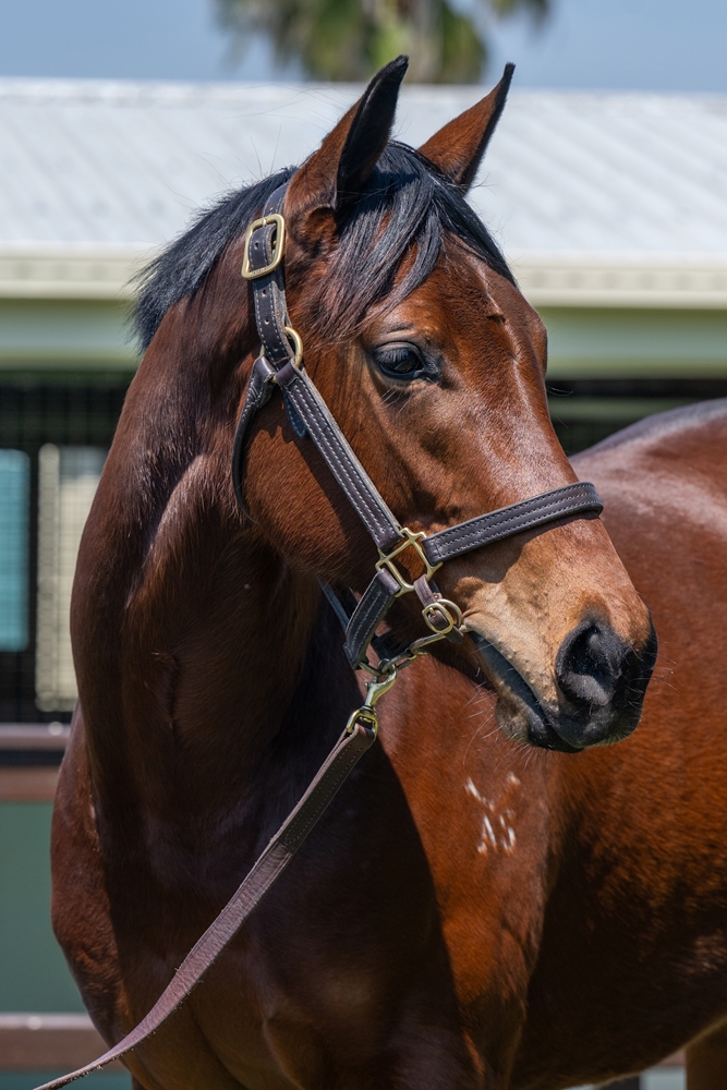 Harry Angel (IRE) / I Told Georgie (AUS) 2023 Filly - Image 3