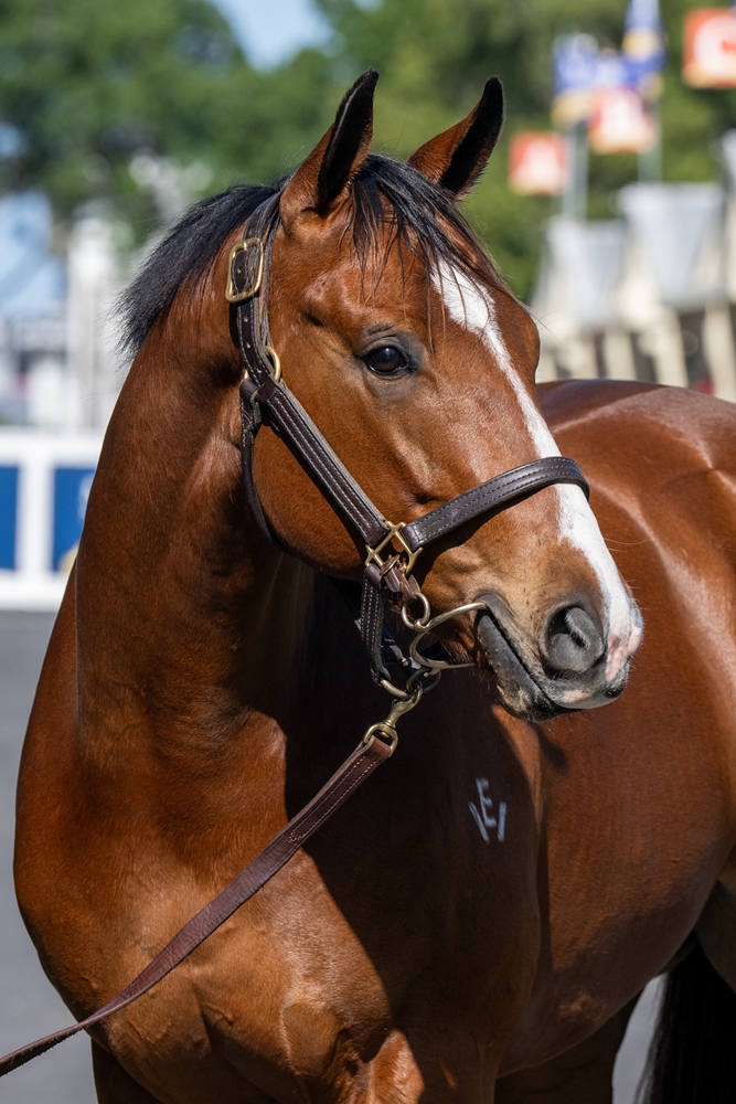 Wild Ruler (AUS) / Jasmine Wind (AUS) 2023 Colt - Image 3