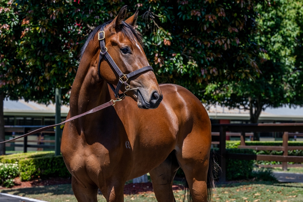 Sensei (AUS) / Mary's Grace (AUS) 2022 G - Image 2