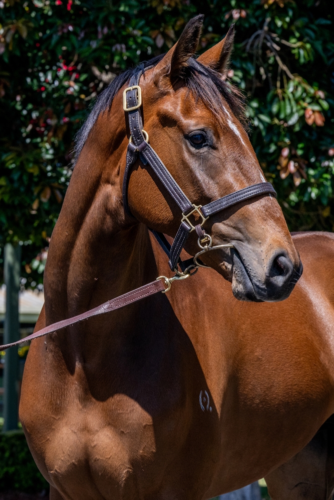 Sensei (AUS) / Mary's Grace (AUS) 2022 G - Image 3