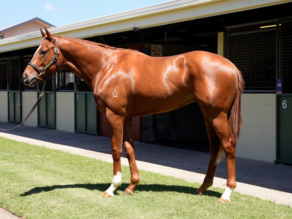 St Mark's Basilica (FR) / Mediation (GB) 2023 Colt - Image 1