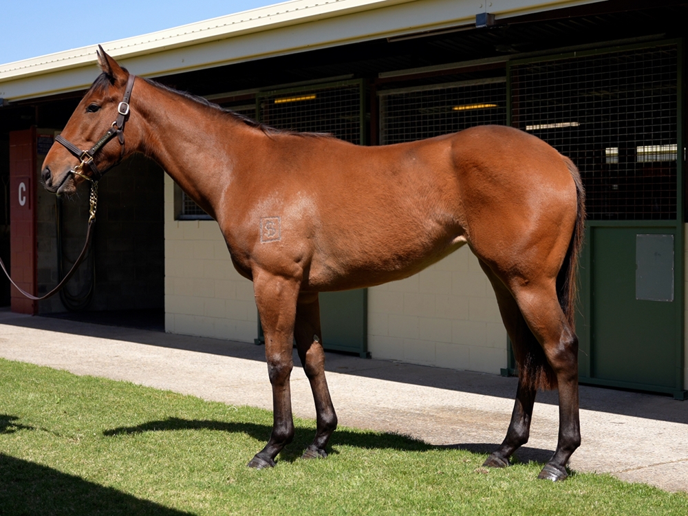 Graff (AUS) / Millington (AUS) 2023 Filly - Image 1