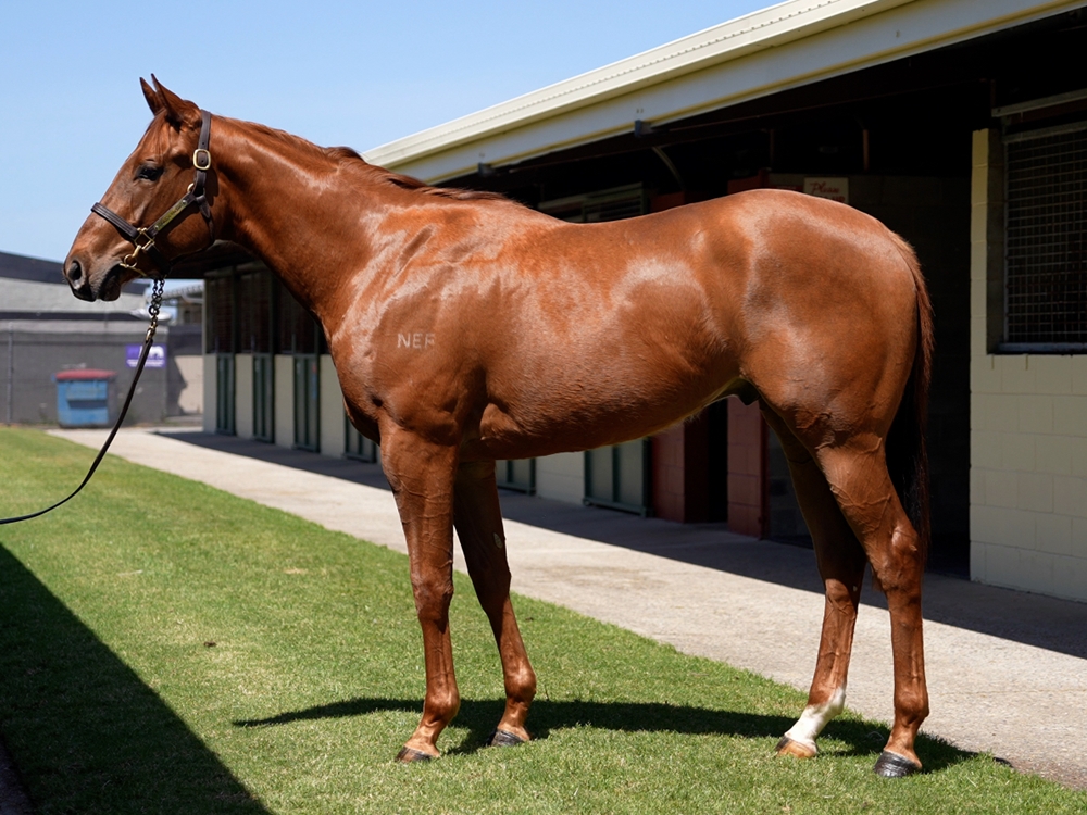 Ilovethiscity (AUS) / Bait Zain (AUS) 2023 Colt - Image 1