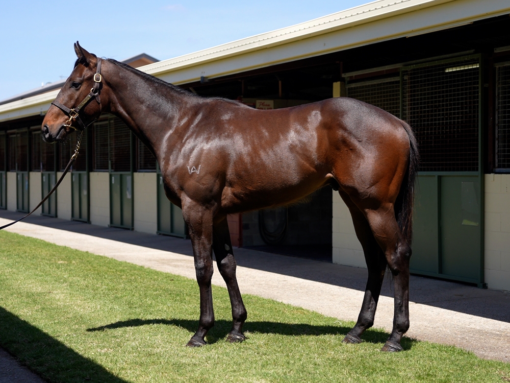 Written By (AUS) / Jade Marauder (AUS) 2023 Colt - Image 1