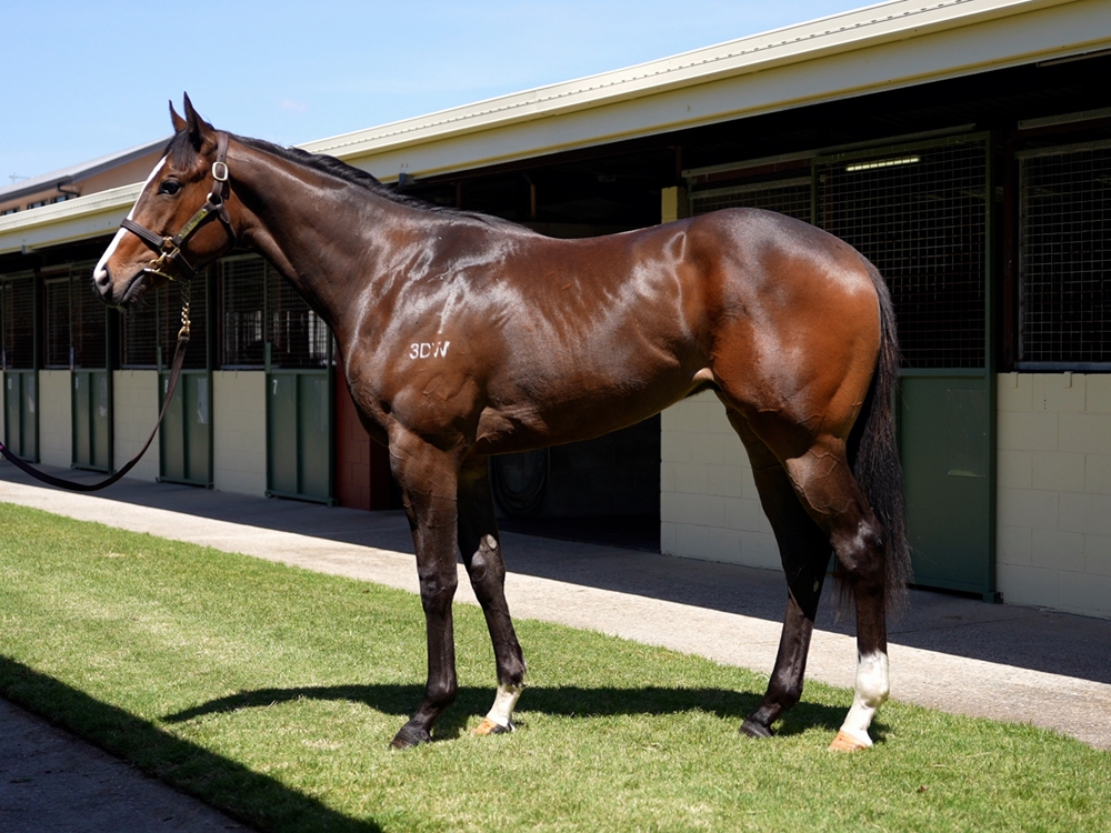 St Mark's Basilica (FR) / Secret Mak (AUS) 2023 Colt - Image 1
