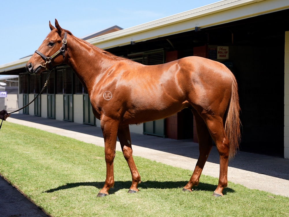 Stay Inside (AUS) / Kisses for Chloe (AUS) 2023 Colt - Image 1