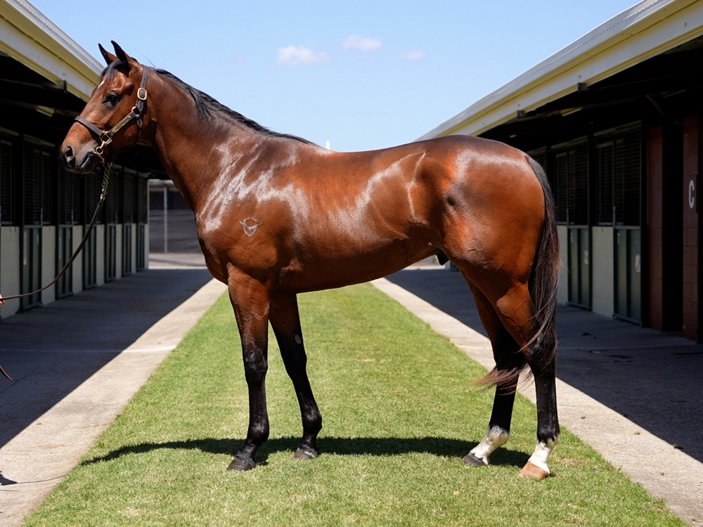 Victor Ludorum (GB) / Bella Epoch (AUS) 2023 Colt - Image 1