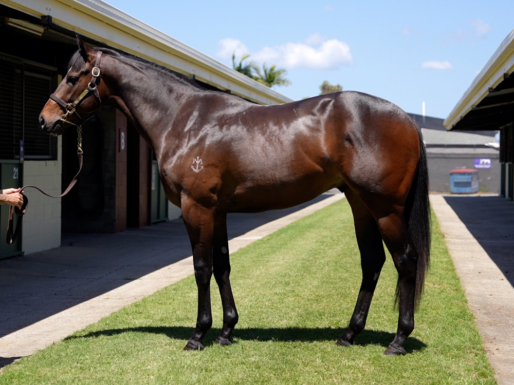 Hellbent (AUS) / Mustang Suzy (AUS) 2023 Colt - Image 1
