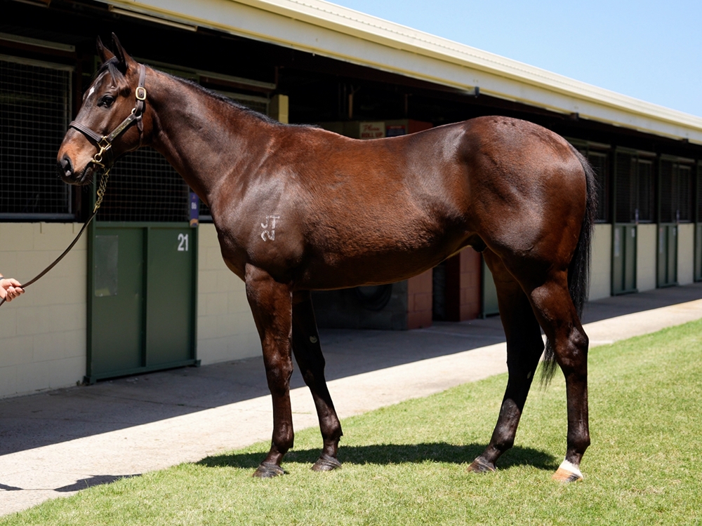 Zousain (AUS) / Cellbridge (NZ) 2023 Colt - Image 1