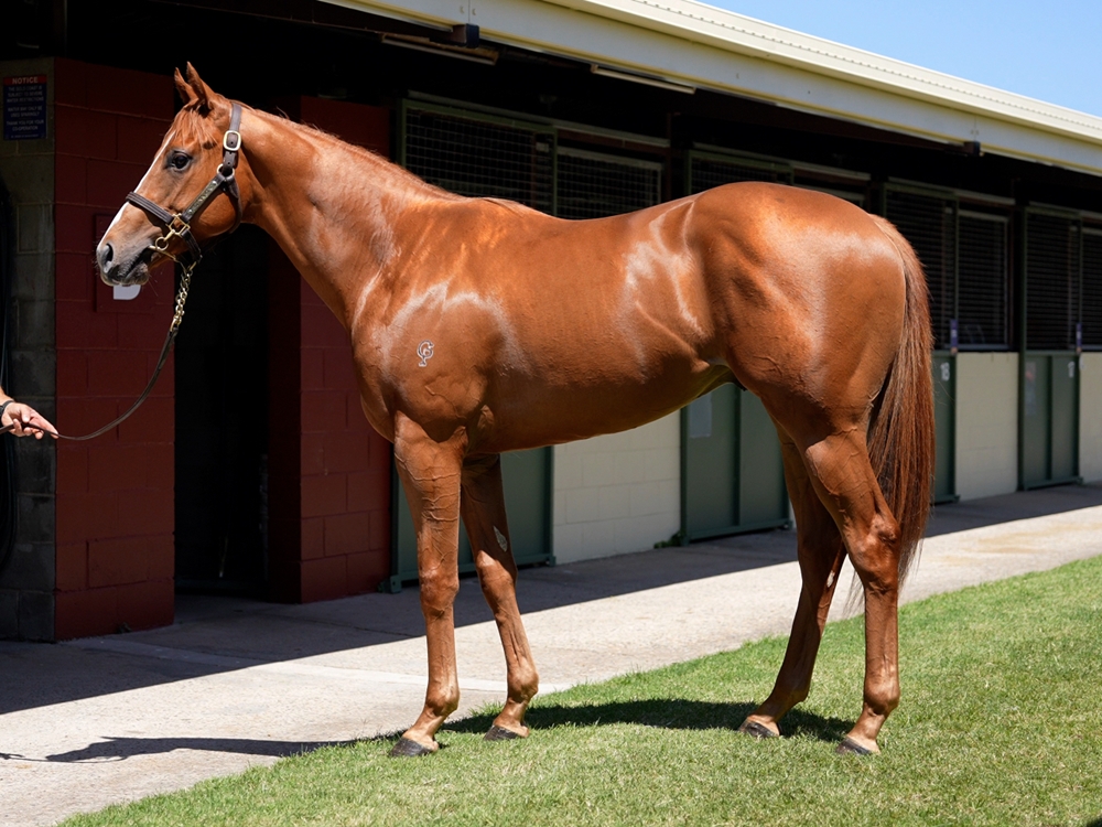 Zousain (AUS) / Mrs Maisel (AUS) 2023 Colt - Image 1