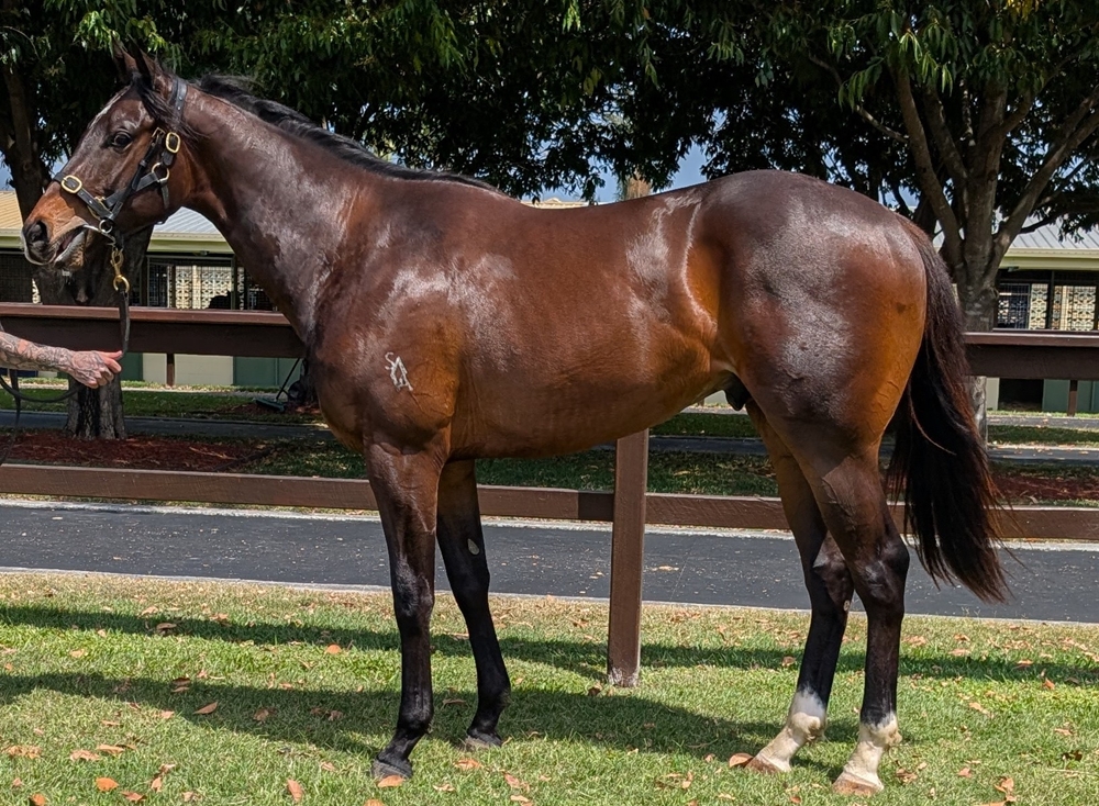 Aclaim (IRE) / Vipera Gold (AUS) 2023 Colt - Image 1