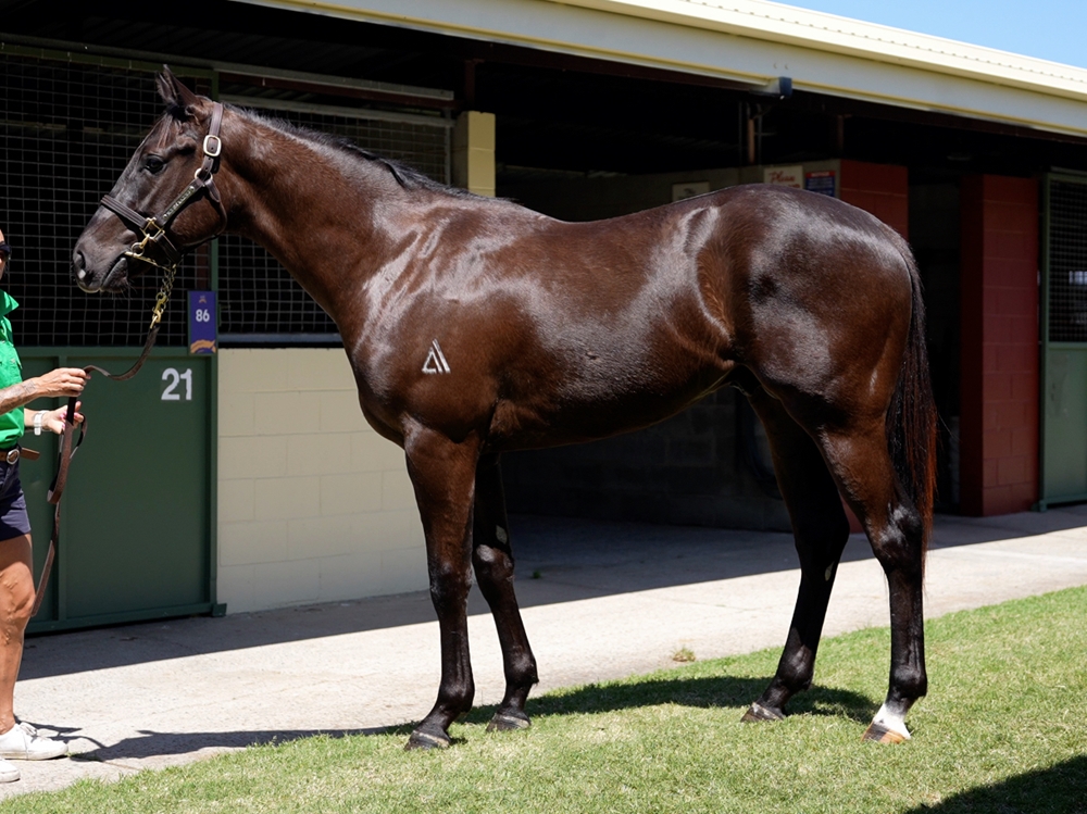 Ole Kirk (AUS) / Ilovewhatsebrings (AUS) 2023 Colt - Image 1