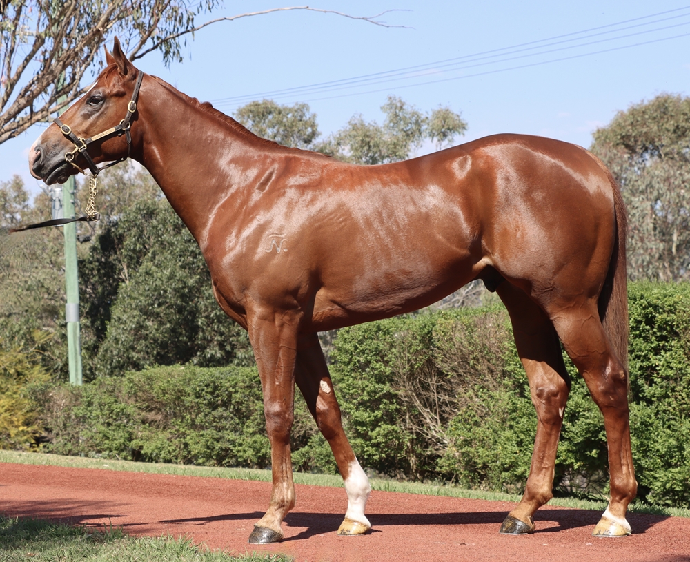 Bivouac (AUS) / Sandrelli (AUS) 2023 Colt - Image 1