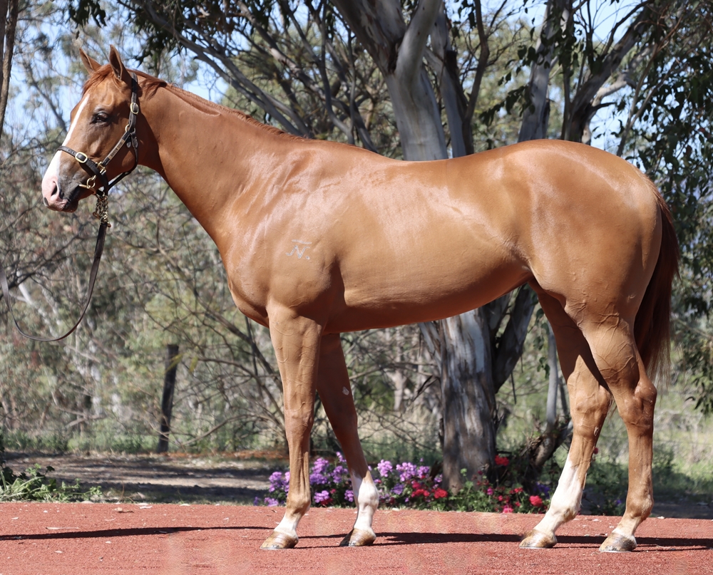 Heroic Valour (AUS) / Sop (AUS) 2023 Filly - Image 1
