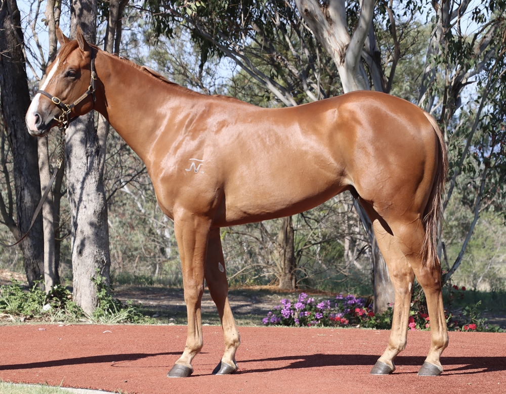 Heroic Valour (AUS) / Centrepet (AUS) 2023 Colt - Image 1