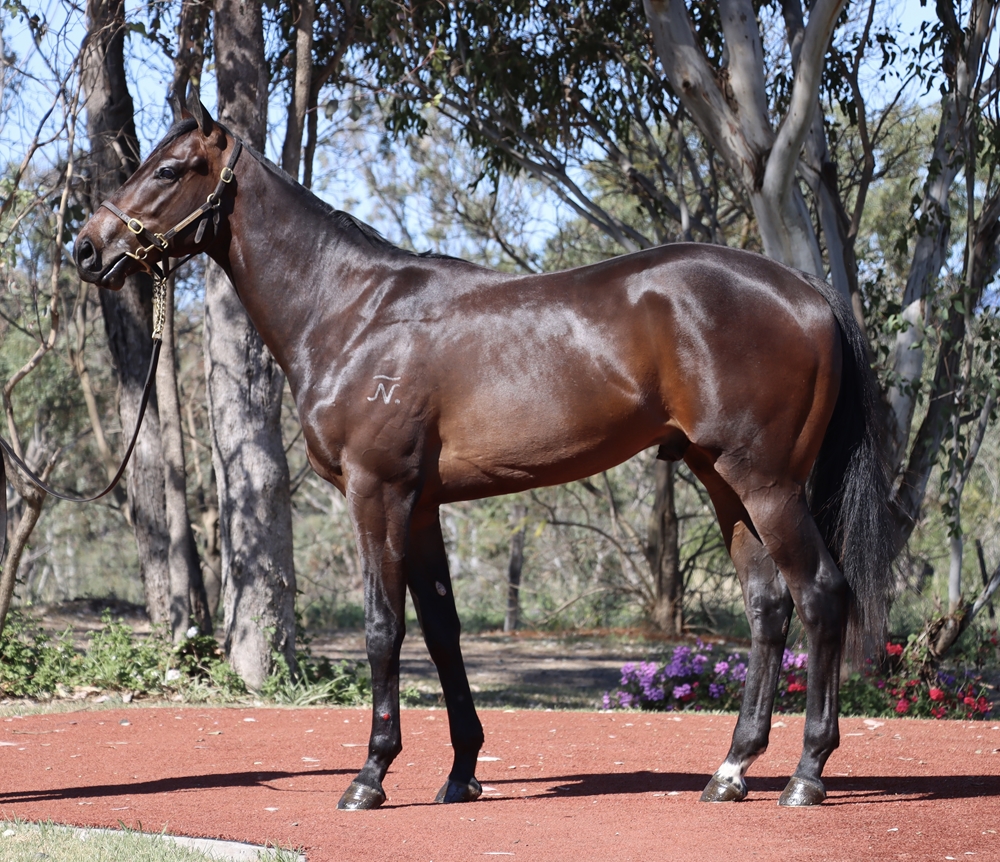 Pierata (AUS) / Chickaletta (AUS) 2023 Colt - Image 1